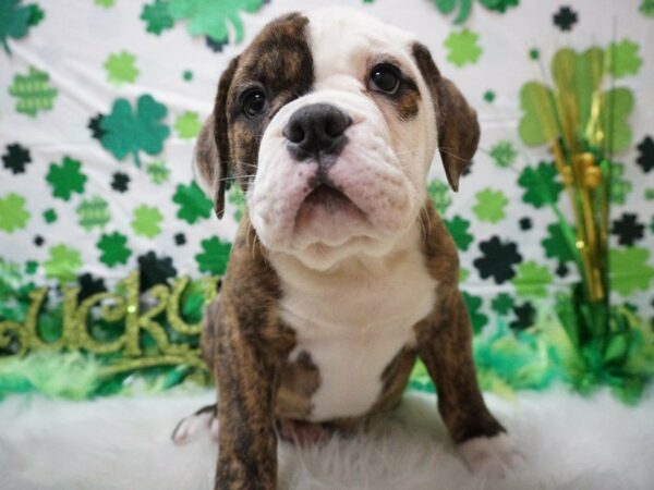 Olde Bulldog DOG Male BRN/WH 21113 Petland Racine, Wisconsin