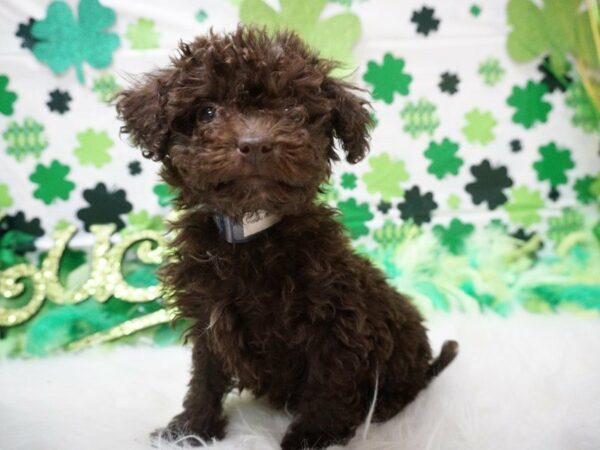 Poovanese DOG Male CHOC/TAN 21116 Petland Racine, Wisconsin