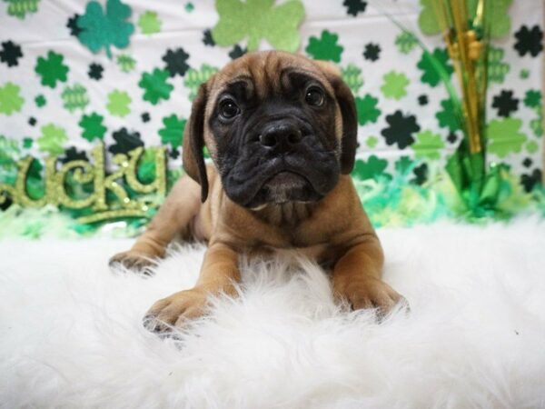 Bullmastiff DOG Female FAWN, BLK MASK 21111 Petland Racine, Wisconsin