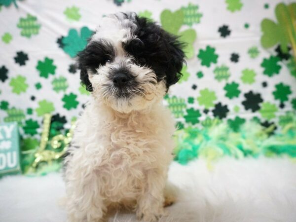 Shihpoo DOG Male WH/BLK 21121 Petland Racine, Wisconsin