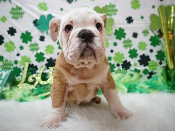 English Bulldog DOG Female RED/WHITE 21110 Petland Racine, Wisconsin