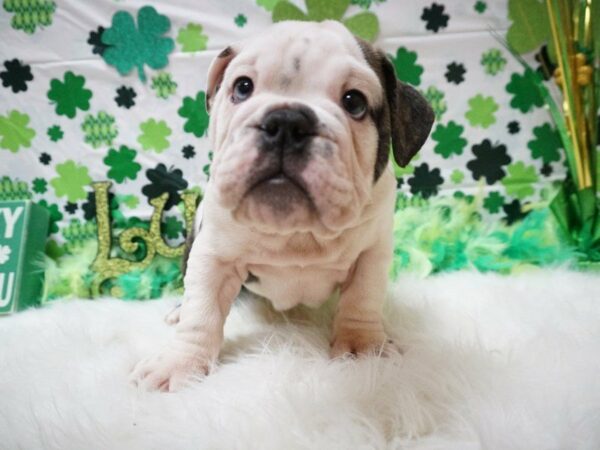 English Bulldog DOG Male BRINDLE/WHITE 21109 Petland Racine, Wisconsin