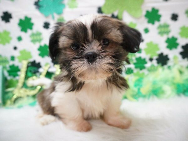 Shih Tzu DOG Male SABLE/WH 21123 Petland Racine, Wisconsin