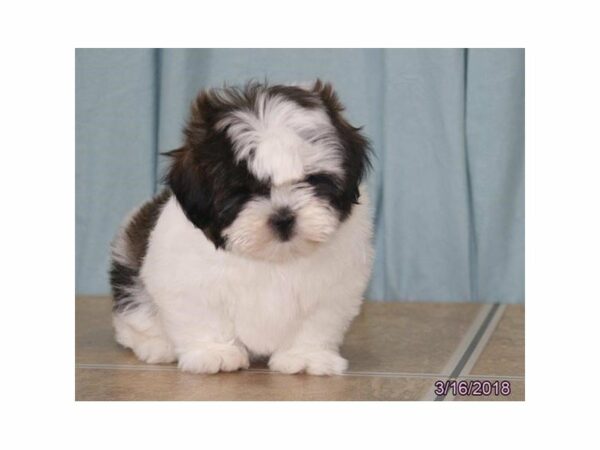 Lhasa Apso/Shih Tzu DOG Male Gold / White 21148 Petland Racine, Wisconsin