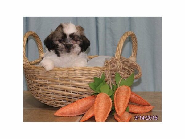 Shih Tzu DOG Male Brindle / White 21146 Petland Racine, Wisconsin