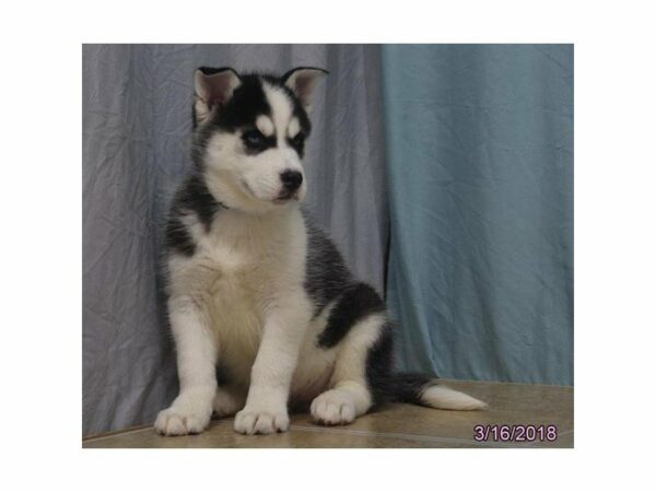 Siberian Husky DOG Female Black / White 21143 Petland Racine, Wisconsin