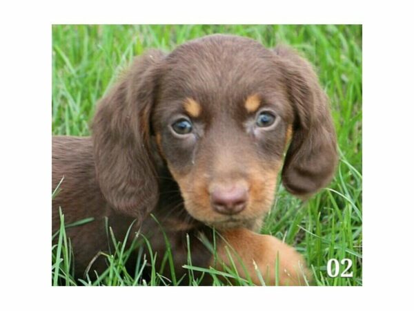 Dachshund DOG Female Chocolate 21140 Petland Racine, Wisconsin