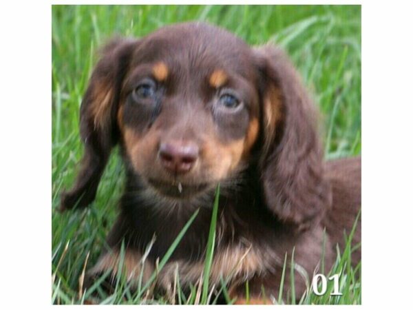 Dachshund DOG Female Chocolate 21139 Petland Racine, Wisconsin