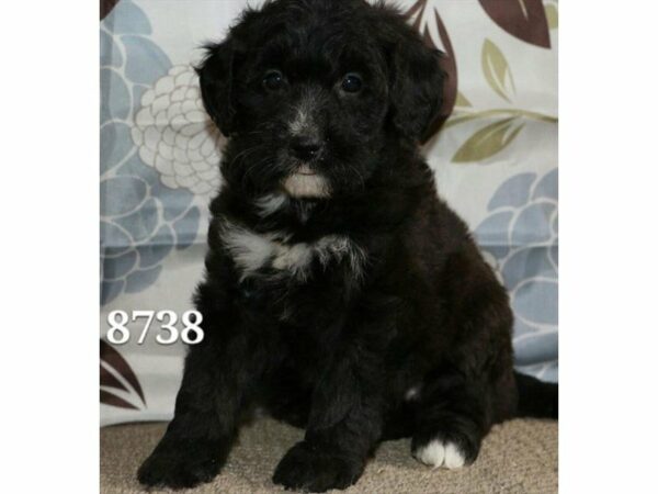 Mini Bernadoodle DOG Female Black 21135 Petland Racine, Wisconsin