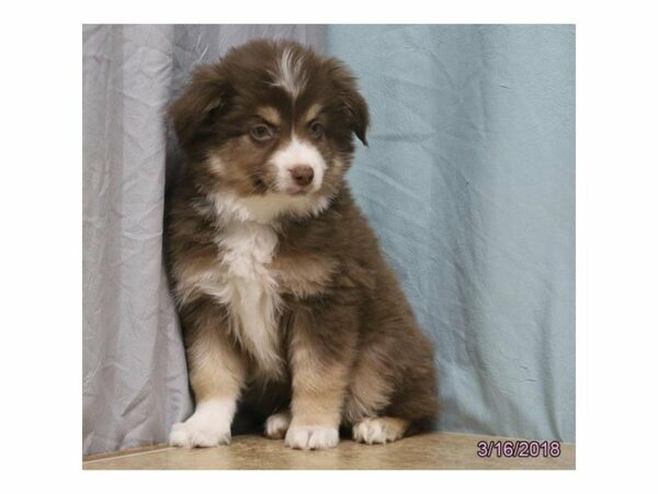 Australian Shepherd-DOG-Male-Red-21145-Petland Racine, Wisconsin