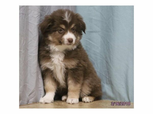 Australian Shepherd DOG Male Red 21145 Petland Racine, Wisconsin