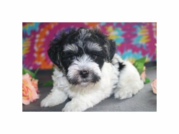 Havanese DOG Male blk & wh 21138 Petland Racine, Wisconsin