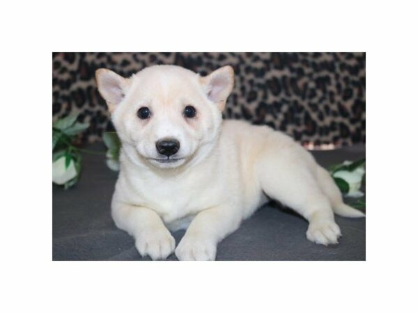 Shiba Inu DOG Female cr 21144 Petland Racine, Wisconsin