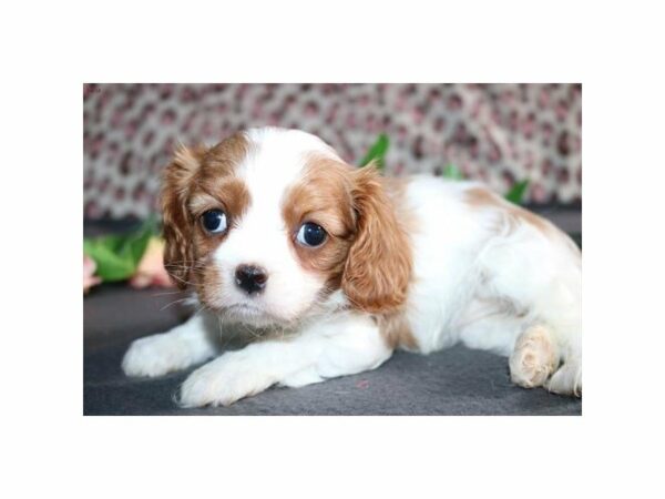 Cavalier King Charles Spaniel-DOG-Female-bheim & wh-21147-Petland Racine, Wisconsin