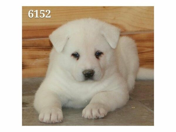 Akita DOG Female White 21142 Petland Racine, Wisconsin