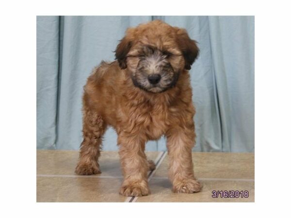 Soft Coated Wheaten Terrier DOG Male Wheaten 21137 Petland Racine, Wisconsin