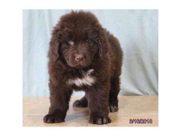 Newfoundland DOG Female Chocolate 21141 Petland Racine, Wisconsin