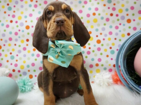 Bloodhound DOG Female LIVER & TAN 21154 Petland Racine, Wisconsin