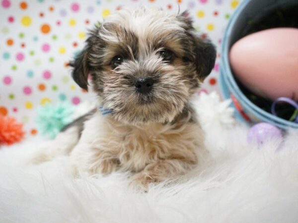 Teddy Bear-DOG-Male-RED WITH GOLD-21152-Petland Racine, Wisconsin