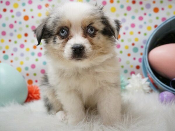 Miniature Australian Shepherd DOG Male BLUE MERLE 21153 Petland Racine, Wisconsin