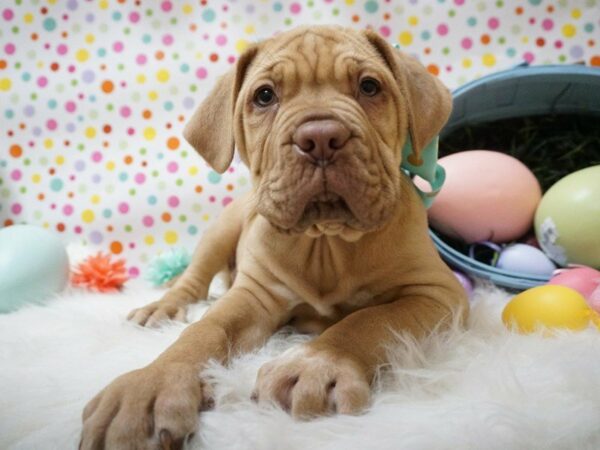 Dogue de Bordeaux DOG Female RD 21156 Petland Racine, Wisconsin