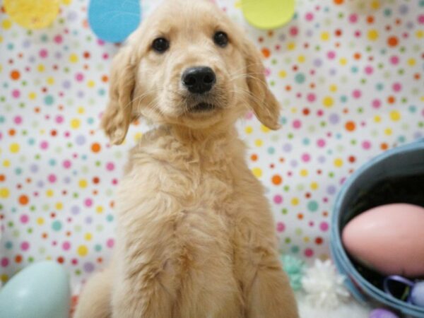 Golden Retriever DOG Female WHT GOLD 21151 Petland Racine, Wisconsin