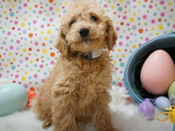 Goldendoodle DOG Male APCT 21149 Petland Racine, Wisconsin