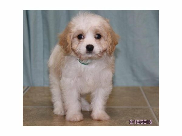 Cavachon DOG Male Blenheim 21174 Petland Racine, Wisconsin