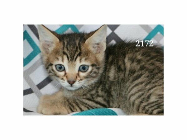 Bengal CAT Male Black / Brown 21182 Petland Racine, Wisconsin