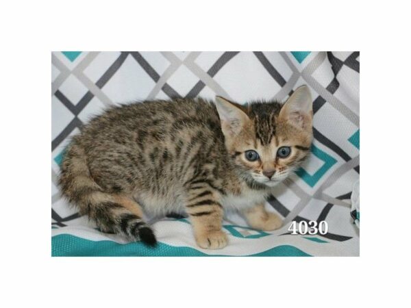 Bengal CAT Male Black / Brown 21181 Petland Racine, Wisconsin