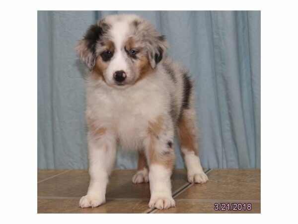 Australian Shepherd DOG Male Blue Merle 21188 Petland Racine, Wisconsin