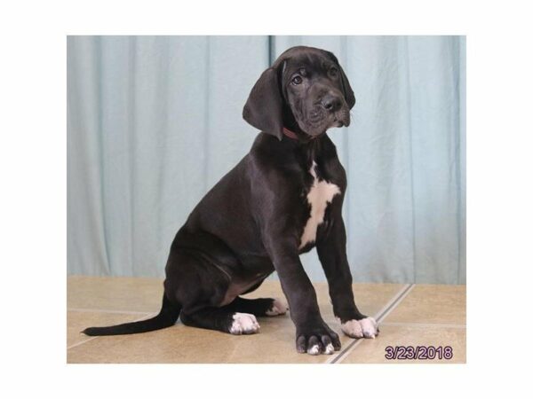 Great Dane DOG Female Black 21177 Petland Racine, Wisconsin