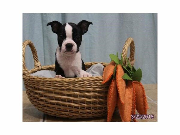 Boston Terrier DOG Female Black / White 21176 Petland Racine, Wisconsin