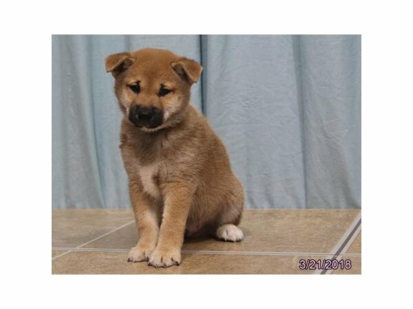 Shiba Inu DOG Male Red Sesame 21185 Petland Racine, Wisconsin