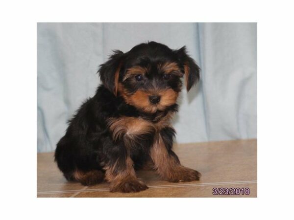 Yorkshire Terrier-DOG-Male-Black / Tan-21179-Petland Racine, Wisconsin