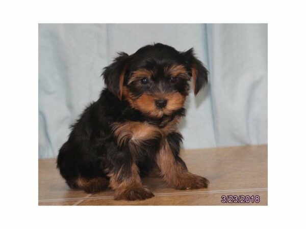 Yorkshire Terrier DOG Male Black / Tan 21179 Petland Racine, Wisconsin