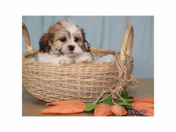 Teddy Bear DOG Female Gold / White 21175 Petland Racine, Wisconsin