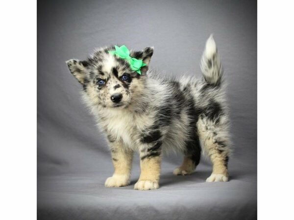 Pomsky DOG Female Blue Merle 21190 Petland Racine, Wisconsin