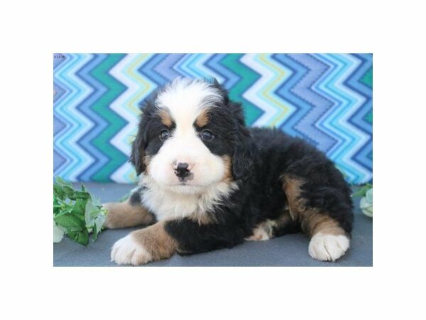 Bernese Mountain Dog DOG Male blk rst & wh 21180 Petland Racine, Wisconsin