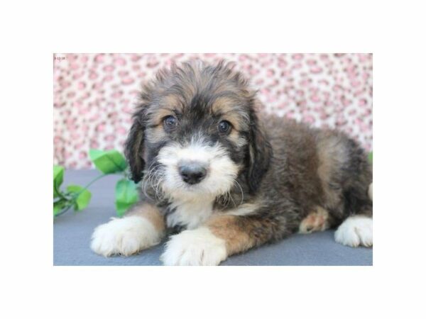 Bernadoodle DOG Male sbl & wh 21173 Petland Racine, Wisconsin