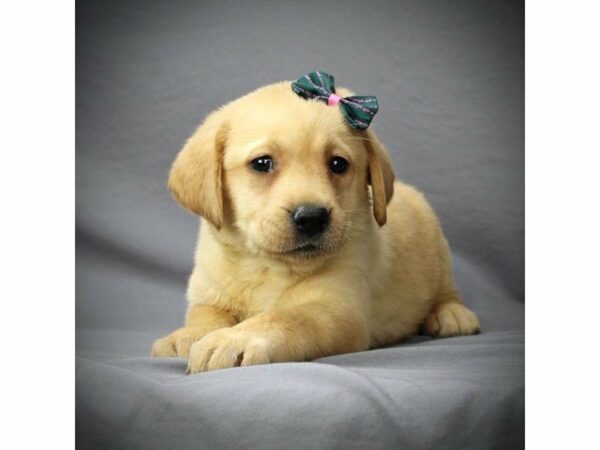 Labrador Retriever DOG Female Yellow 21189 Petland Racine, Wisconsin