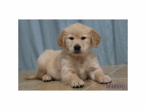 Golden Retriever DOG Male Light Golden 21183 Petland Racine, Wisconsin