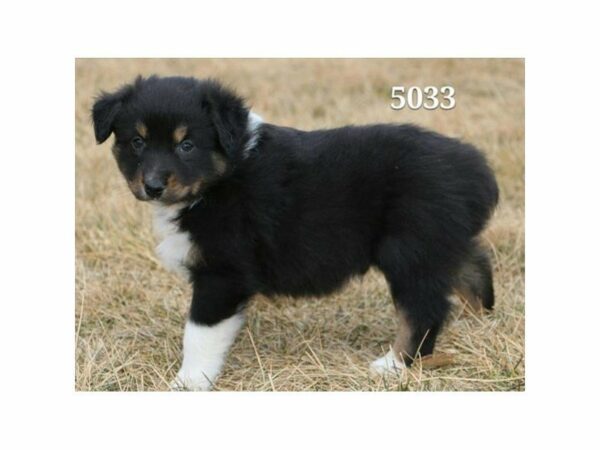 Australian Shepherd DOG Male Black White / Tan 21186 Petland Racine, Wisconsin