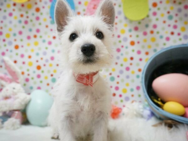 West Highland White Terrier DOG Male WHITE 21193 Petland Racine, Wisconsin