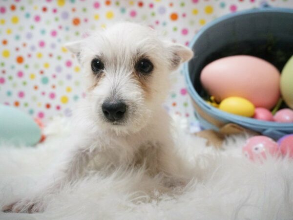 West Highland White Terrier DOG Female WHITE 21194 Petland Racine, Wisconsin