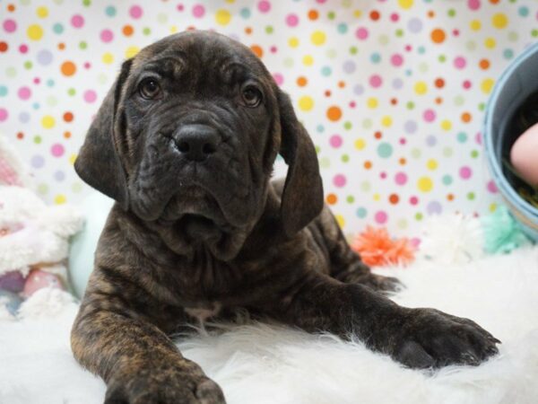 Ultimate Mastiff DOG Male BRINDLE 21192 Petland Racine, Wisconsin