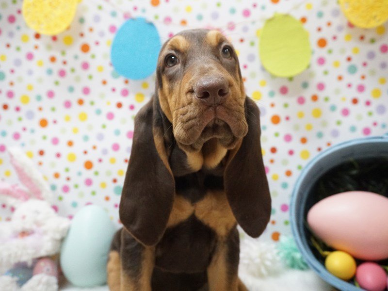 Liver shop bloodhound puppies