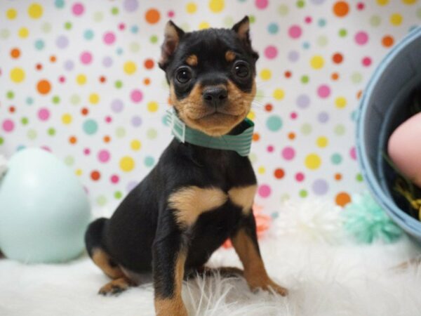 Miniature Pinscher DOG Male BLK/TAN 21202 Petland Racine, Wisconsin