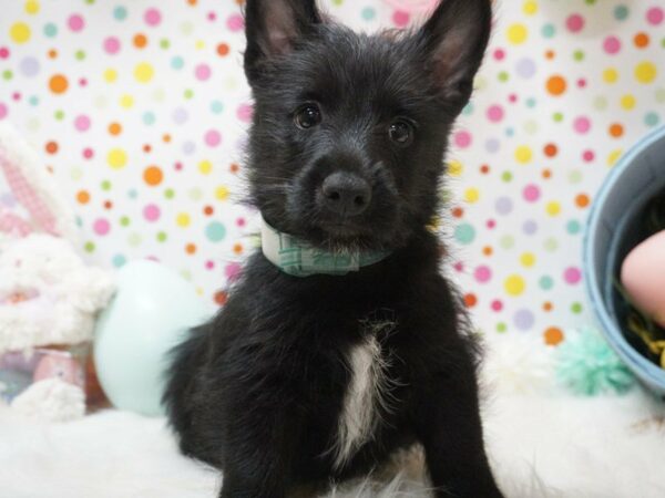 Scottish Terrier / American Eskimo DOG Male BLK/BRINDLE 21195 Petland Racine, Wisconsin