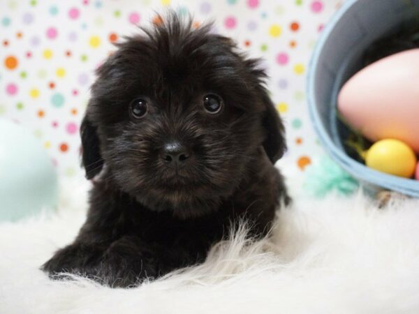 Cockapoo DOG Male BLK 21196 Petland Racine, Wisconsin